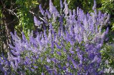 San Diego Mtn. Lilac, Ceanothus cyaneus grows well in coastal California in places like Santa Barbara and Los Angeles. - grid24_6
