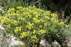 Sulfur Buckwheat in a garden in Big Bear at 6800 feet.  At this elevation this buckwheat looked right at home, but also looks great at both nurseries. - grid24_6