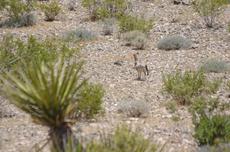 Black-tailed Jackrabbit (Lepus californicus), out in Creosote  woodland. If you try to plant where these rabbits are, cage the plants until 6 months after you stop watering. AND, do not water in summer or fall  after first season.  Water once in summer and the plant is eaten once, no more plant. - grid24_6