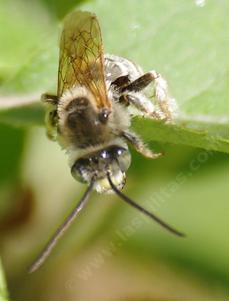 This long Horned bee was hanging out on an apple leaf. - grid24_6