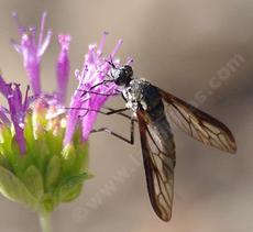 Thevenetimyia californica is a large and weird Beefly. - grid24_6