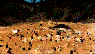 placing plants next to rocks - grid24_6