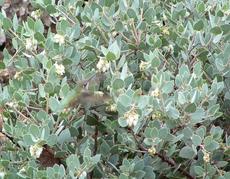 Arctostaphylos obispoensis San Luis Obispo Manzanita with an Anna Hummingbird - grid24_6