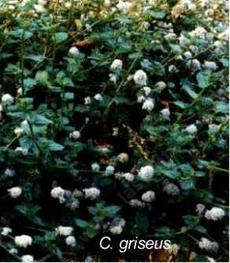 This picture of Ceanothus Louis Edmunds was take in the early 1980's. - grid24_6
