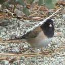 dark-eyed-junco-junco-hyemalis - grid24_6