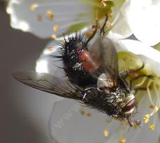 This fly was working the flowers of an Elephant Heart Plum  - grid24_6