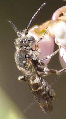 Parasitic chiefly on Andrena.and the little sucker was stealing nectar from the manzanita flower. A real rotter. - grid24_6