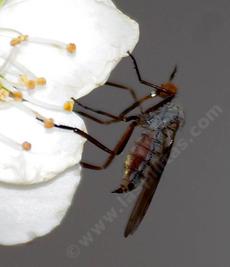 A Dancing fly. They are predators of small flying insects. - grid24_6