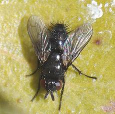A Tachinid Fly. in the Voriini tribe. These flies attack butterfly and moth larva. - grid24_6