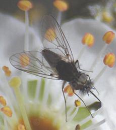 This little Beefly, Phthiriinae, (maybe Neacreotrichus) lays eggs among it's preys eggs. Lepidoptera, bees, and wasps, beetles, grasshoppers. - grid24_6