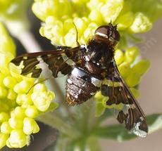 <i>Exoprosopa caliptera</i> is parasitic on bee, wasp, and beetle larva. - grid24_6