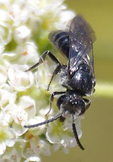 Halictini, Sphecodes is a Sweat bee Cleptoparasite that steals from other Halictini. - grid24_6