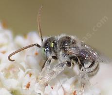 Anthophorula is a little digger bee. Maybe 6mm (1/4 inch) long that appears white to the naked eye. Busy little thing. Here on a California Buckwheat. - grid24_6
