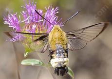 Hemaris diffinis, Snowberry clearwing is a very fast flier that mimics a bumblebee. - grid24_6