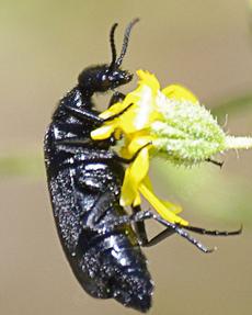 Punctate Blister Beetle (Epicauta puncticollis) lays it's eggs next to grasshopper eggs.,. When the eggs hatch the larvae eats the grasshopper eggs. - grid24_6