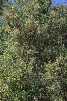 Cercocarpus betuloides in the wild. This Mountain Mahogany  is about 30 years old. In most areas of California Mountain Mahogany makes a 5-6 ft. drought tolerant hedge. Useful in places like Los Angeles where green seems to be missing. - grid24_6