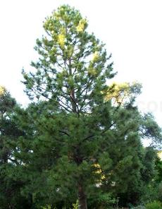 This Ponderosa Pine is about 20 years old. - grid24_6