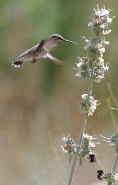 A Hmmingbird on Salvia apiana compacta - grid24_6