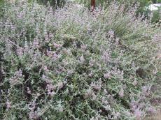 This Purple Sage was about 30 years old when this picture was taken. Purple sage is a common sage in the Los Angeles area. - grid24_6