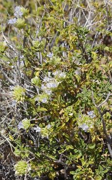 This was one of those moments. Walking along looking at the Desert mallows and Bladder Sage and , What's this doing here? - grid24_6