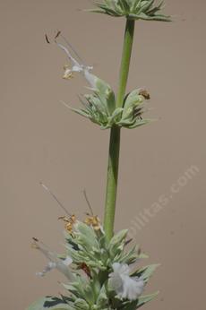 Salvia vaseyi,  Wand Sage - grid24_6