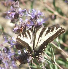 A Swallowtail Butterfly on a Salvia Pozo Blue. California native plants attract California native  wildlife to your garden. - grid24_6