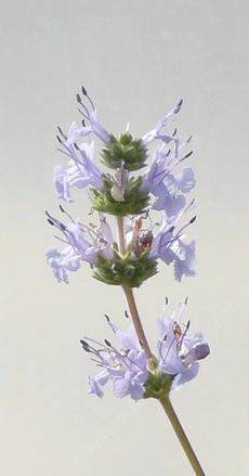 When grown in the shade in sandy soil Mrs. Bread's flower is light colored. - grid24_6