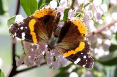A Red Admiral Butterfly on Arctostaphylos Austin Griffin - grid24_6