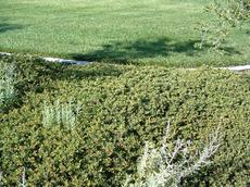 Emerald Carpet, for those of you that want a lawn, but do not want to mow. If you do not want to water, use a higher manzanita. - grid24_6