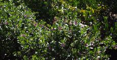 Arctostaphylos refugioensis is a nice large groundcover  or small bush manzanita. - grid24_6