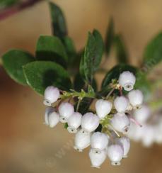 Arctostaphylos edmundsii Big Sur Manzanita flowers - grid24_6