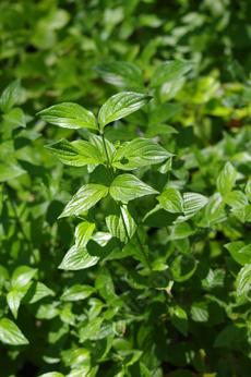Blackfruit Dogwood, Cornus sessilis grows in moist shade. - grid24_6