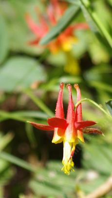 Western Columbine was on the edge of a meadow at 7400 ft, 2100 meters in the Sierras but grows fine in most native gardens. This native plant is easy to grow in a shady conventional garden. - grid24_6