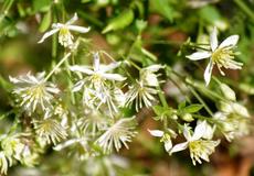 The Clematis flowers are delicate and spread all over the vine as they crawl along your fence or trellis. - grid24_6