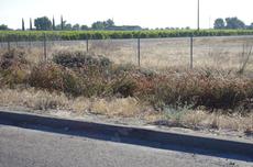 These buckwheats appeared to be growing quite well off of rainfall south of Lemore along Hwy 41. The only non-watered things other than tumbleweeds that were alive. - grid24_6