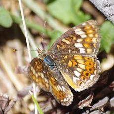 Sierra butterfly - California CrescentPhyciodes orseis - grid24_6