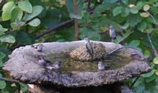 These little hummingbirds will do this some summer mornings for 15 or so minutes. I've seen them do this in puddles are at the birdbath. - grid24_6