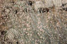 Long-stem Buckwheat makes amazing dried flower bouquets.  - grid24_6