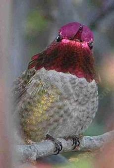 The male Anna Hummingbirds can be colorful characters. - grid24_6