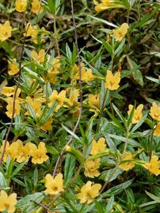 The sticky monkey flower - grid24_6