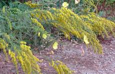 California Goldenrod is native on the Santa Margarita nursery site. It grows on a north slope in red clay and in most gravel. - grid24_6