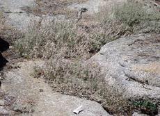 Wright's Buckwheat growing between granite at 7500 ft in the Sierras. It also grows fine in our garden as a little ground cover. - grid24_6