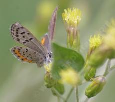 Acmon Blue, Plebejus acmon on Brickellia californica - grid24_6