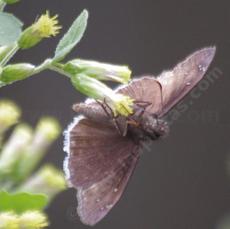 Funereal Duskywing, Erynnis funeralis on Brickellia californica - grid24_6