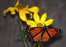 Monarch butterfly on a Bidens. You too can enjoy native plants like this! - grid24_6