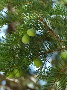 California Nutmeg, Torreya californica - grid24_6