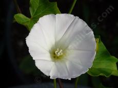 Calystegia purpurata Purplish Morning Glory - grid24_6