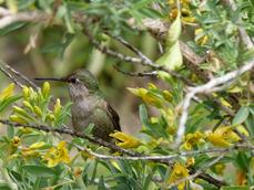 A hummingbird takes a break from the Isomeris flowers - grid24_6