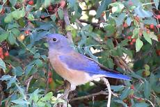 Western Bluebird in the Mahonia nevinii - grid24_6