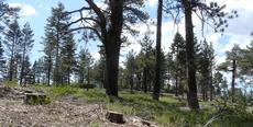 Thinned Pinus Jeffreyi with Symphoricarpos parishii, Mountain Snowberry under it. I assume they removed everything else. - grid24_6